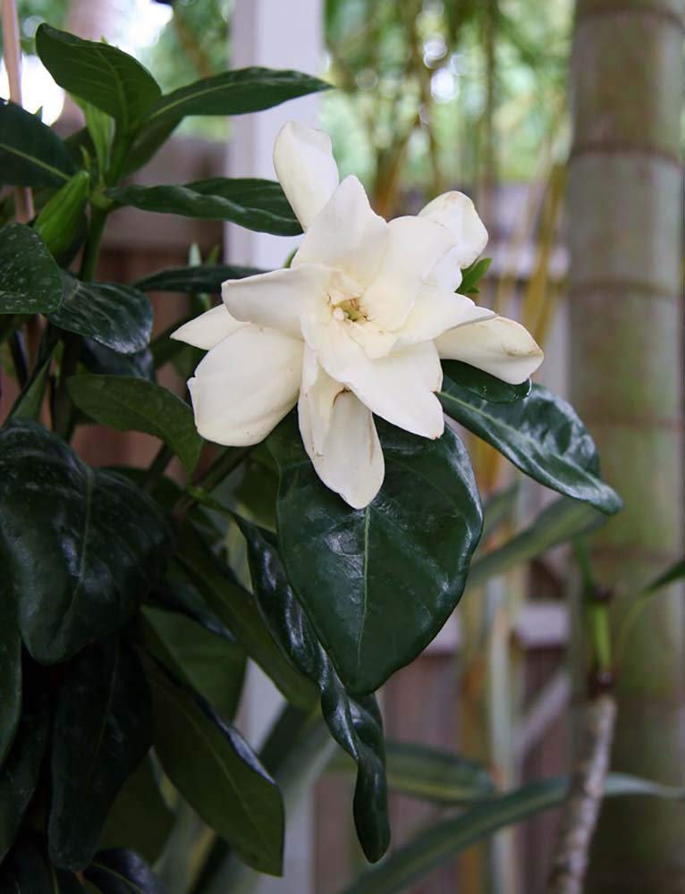 Tahitian Gardenia 4" Pot K504796
