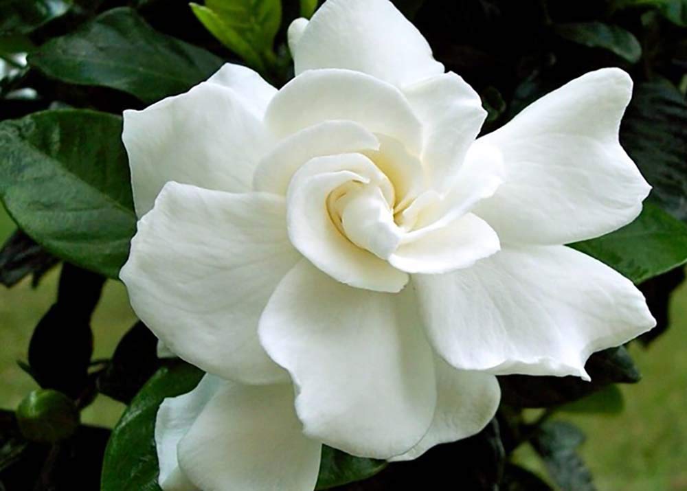 Tahitian Gardenia 4" Pot K504796