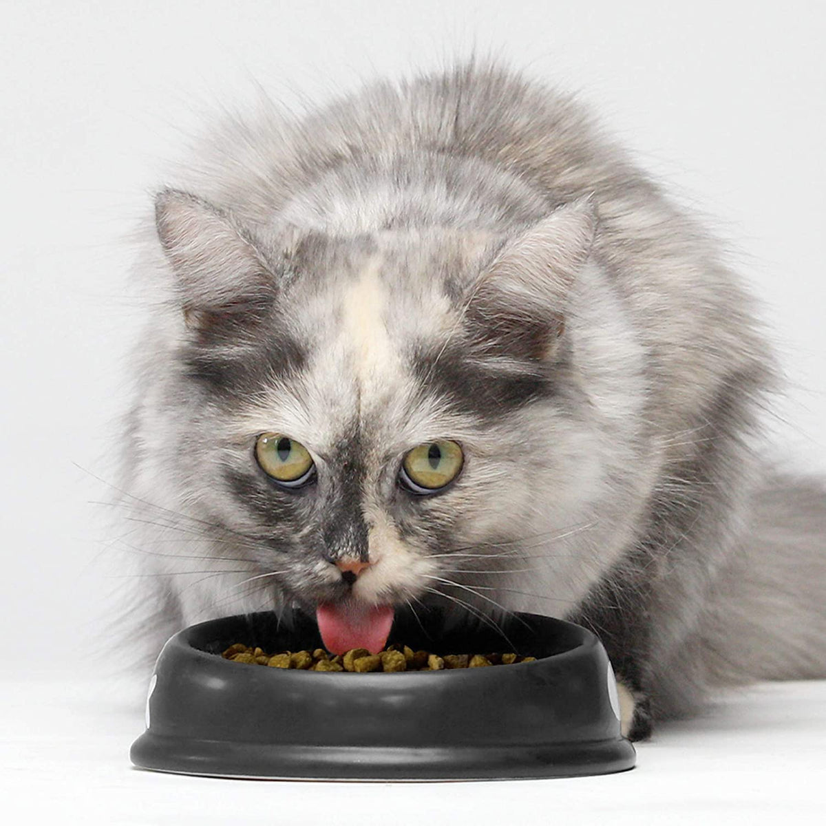 Grain Free Dry Cat Food Whitefish Kibble 2lb Bag C923060