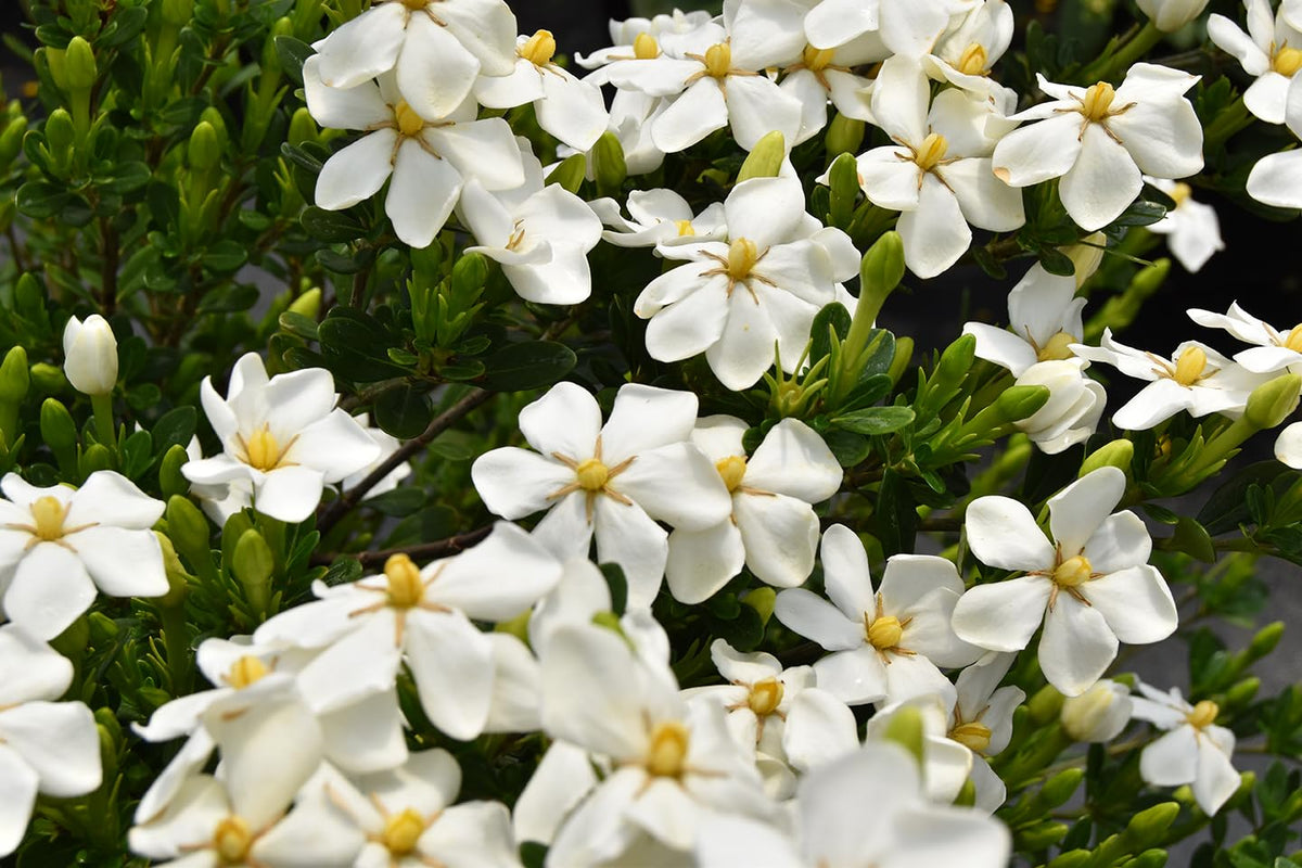 White Blooms Dwarf Evergreen Gardenia Shrub 2 Gallon Plant T89808